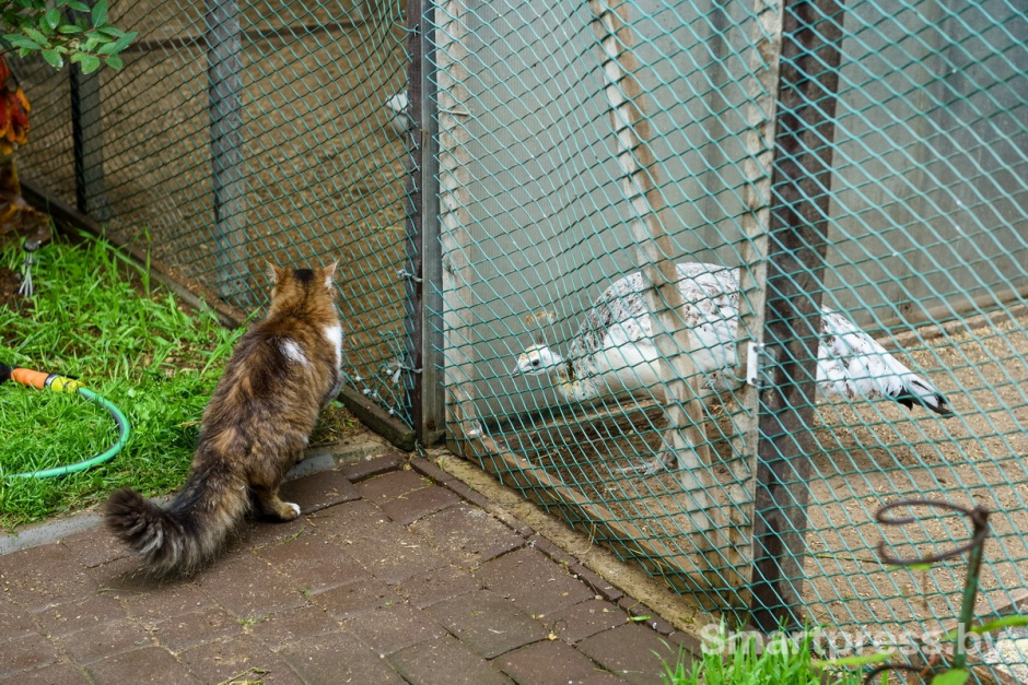 16-Пава Изабелла.jpg