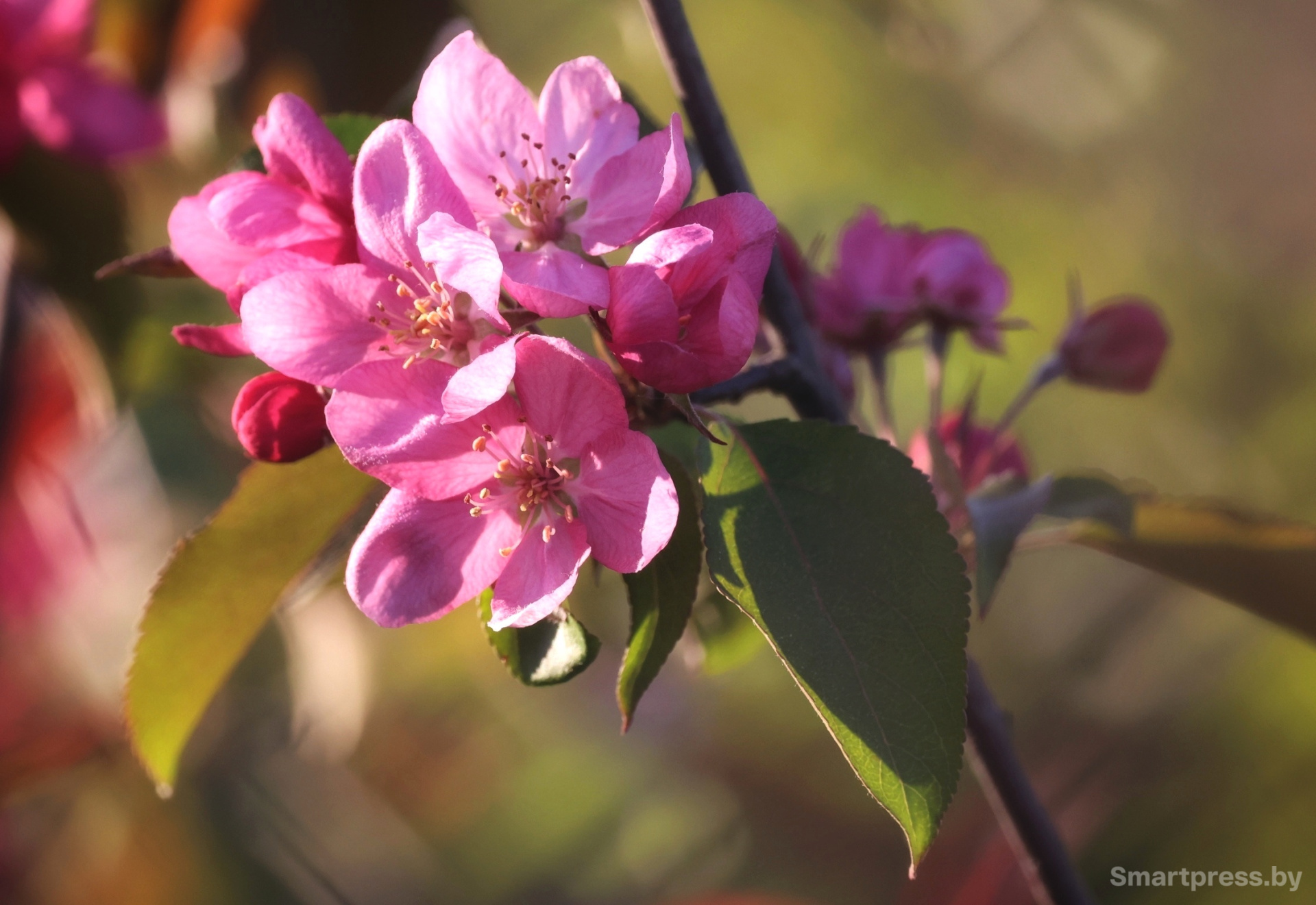 Цветущее дерево в апреле.jpg