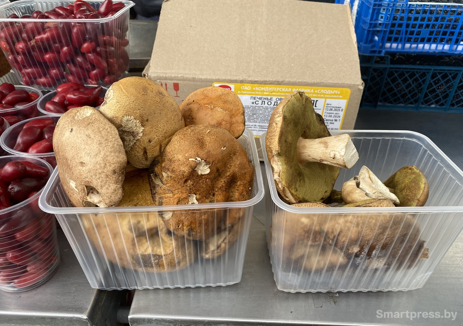 подосиновики и белые