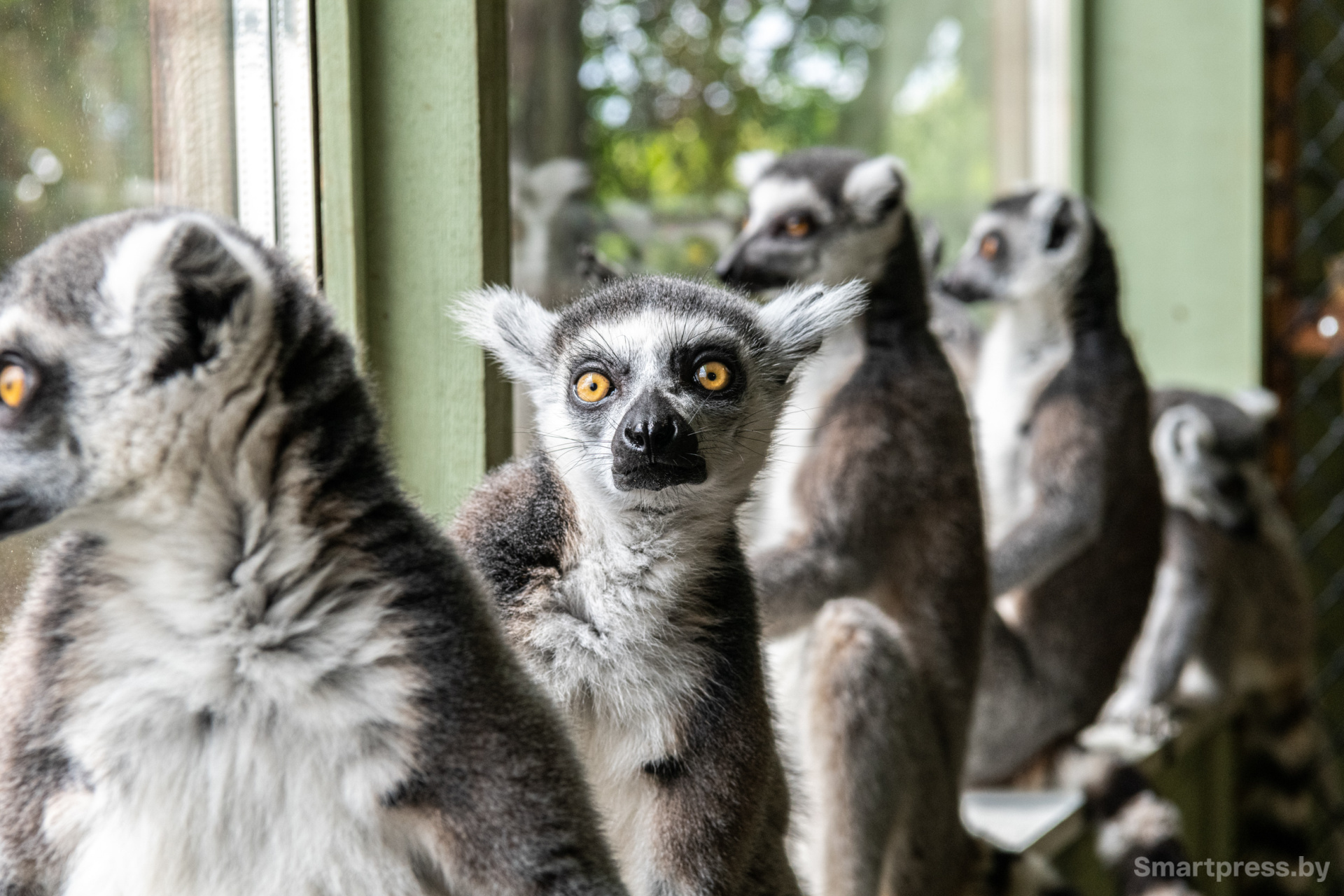 Кошачьи лемуры.jpg