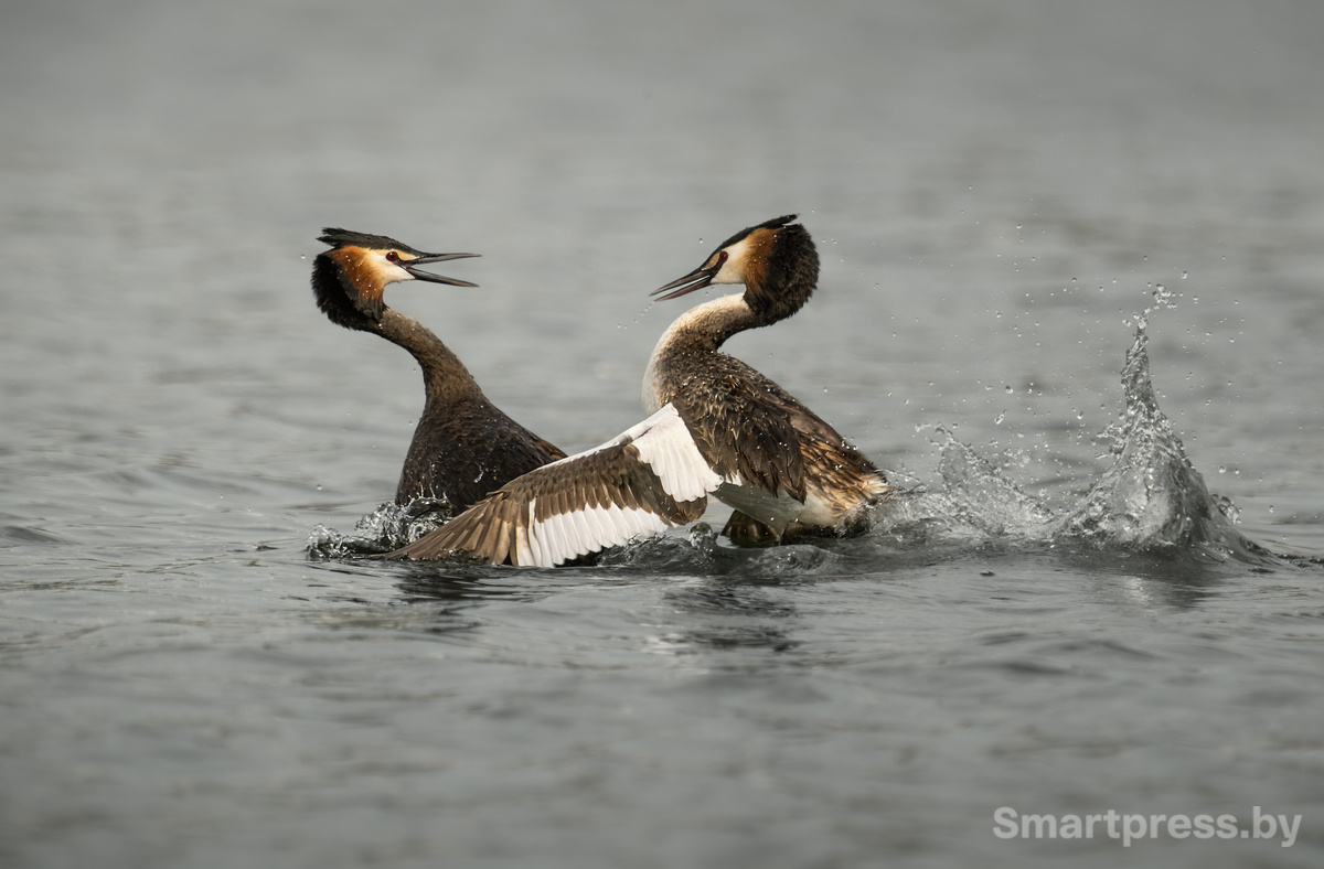 Давай обнимемся Давай обнимемся
