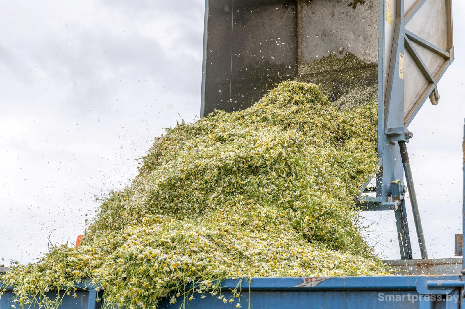18-Как собирают ромашку в деревне Пищалово.jpg