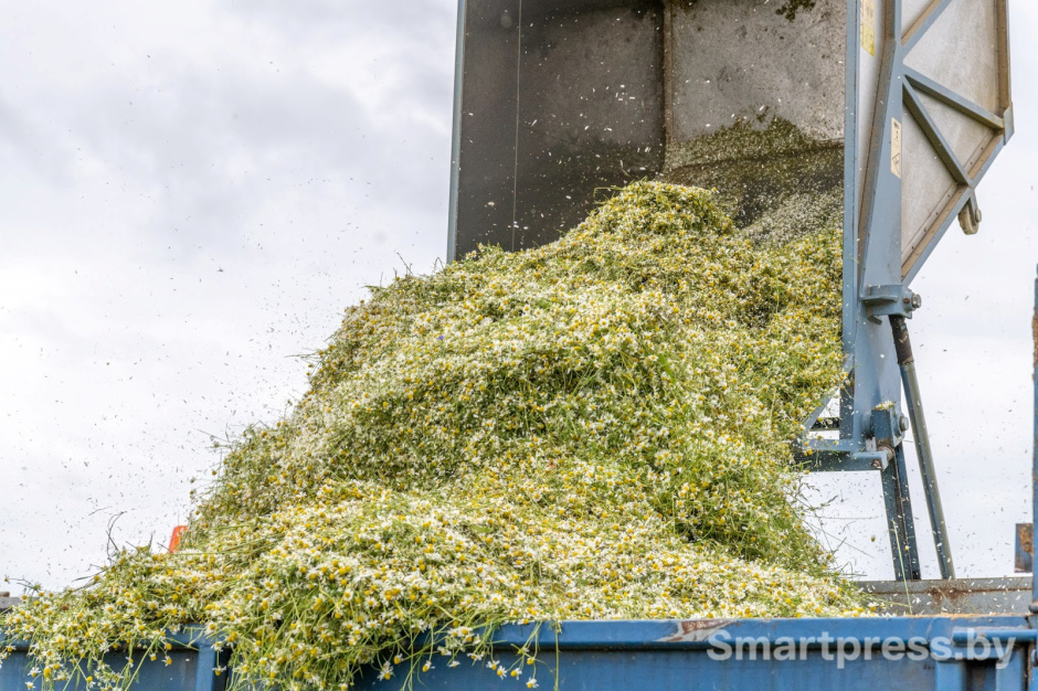 18-Как собирают ромашку в деревне Пищалово.jpg