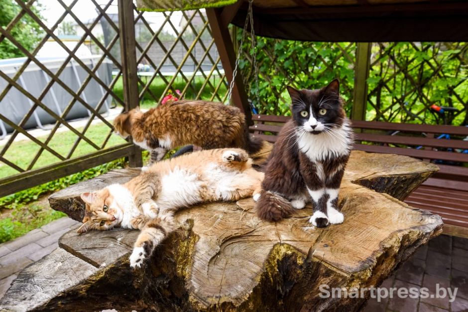 10-Кнопка Симба и Бегемоша.jpg