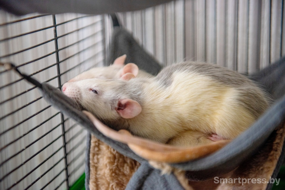 16-Крысы любят поспать днем но им нужна активность вне клетки.jpg