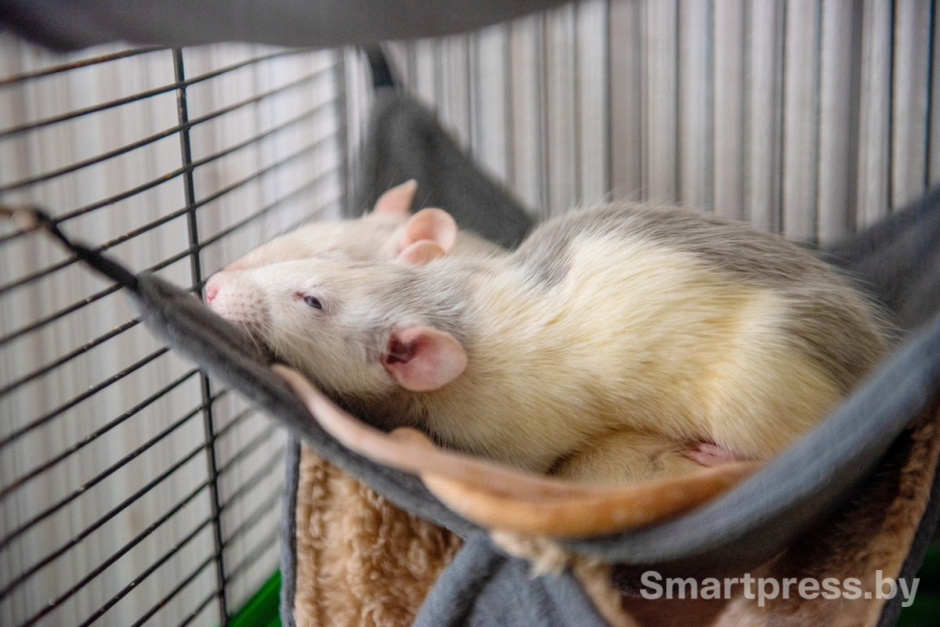 16-Крысы любят поспать днем но им нужна активность вне клетки.jpg
