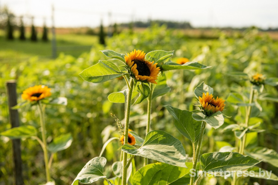 18-Подсолнухи.jpg