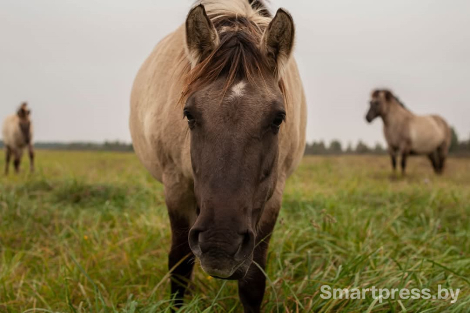 лошадь лошадь