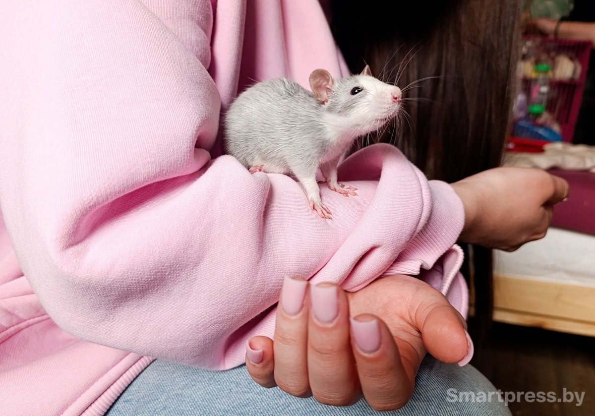 14-Домашние крысы из приюта RATуй.jpg