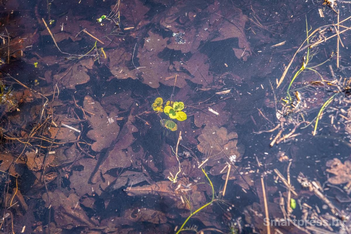 17-Дикая мята на воде.jpg