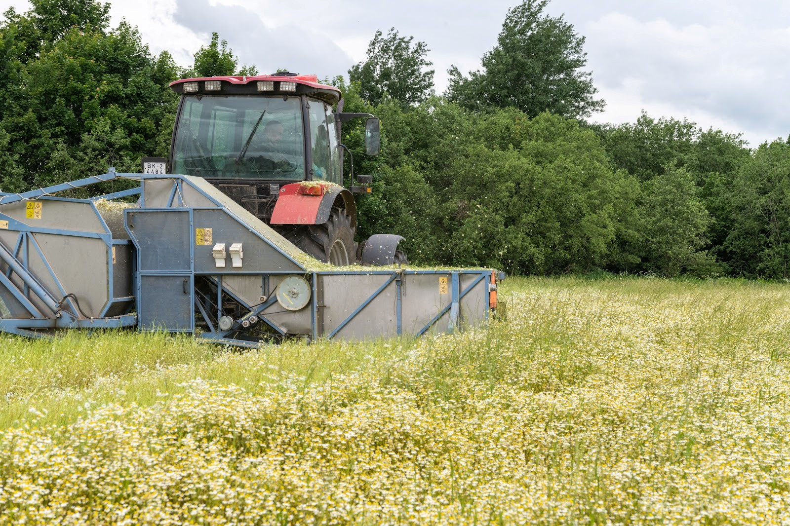 10-Трактор собирает ромашку в деревне Пищалово.jpg