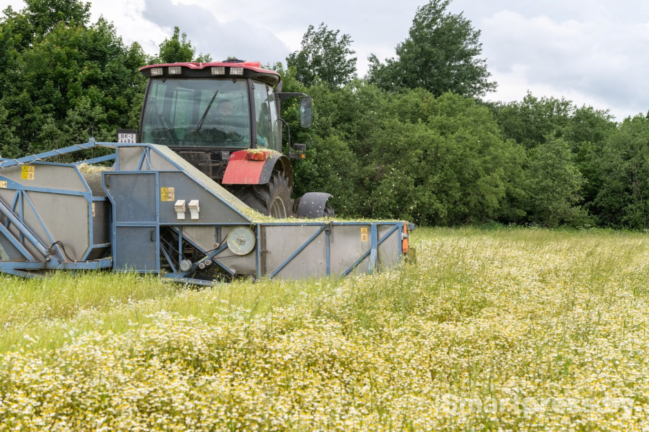 10-Трактор собирает ромашку в деревне Пищалово.jpg