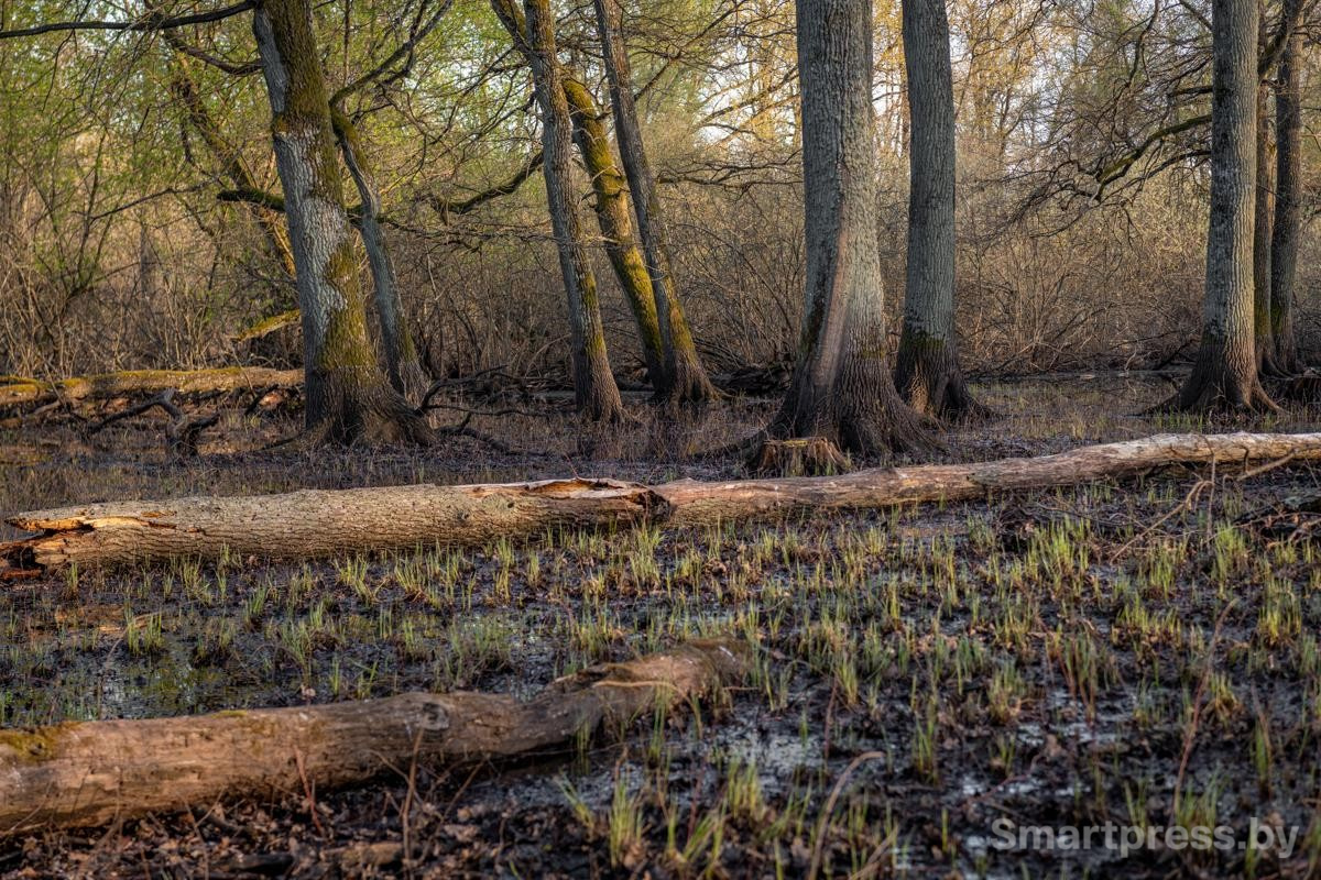 8-Дубы в воде довольные худые и высокие.jpg