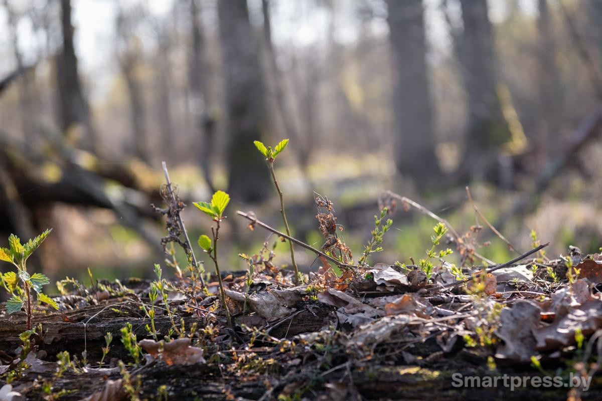 7-По дороге в дубравы можно увидеть много красивого.jpg