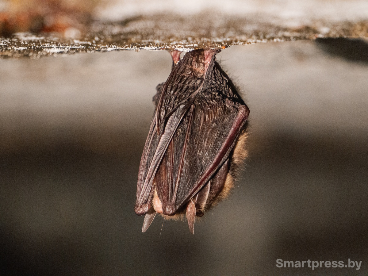 Мастер медитации Мастер медитации