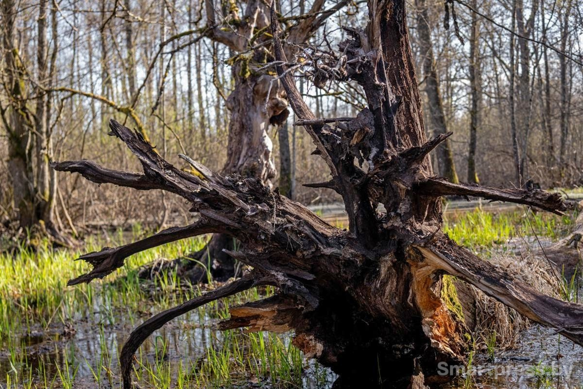 19-Поваленное дерево в лесу.jpg