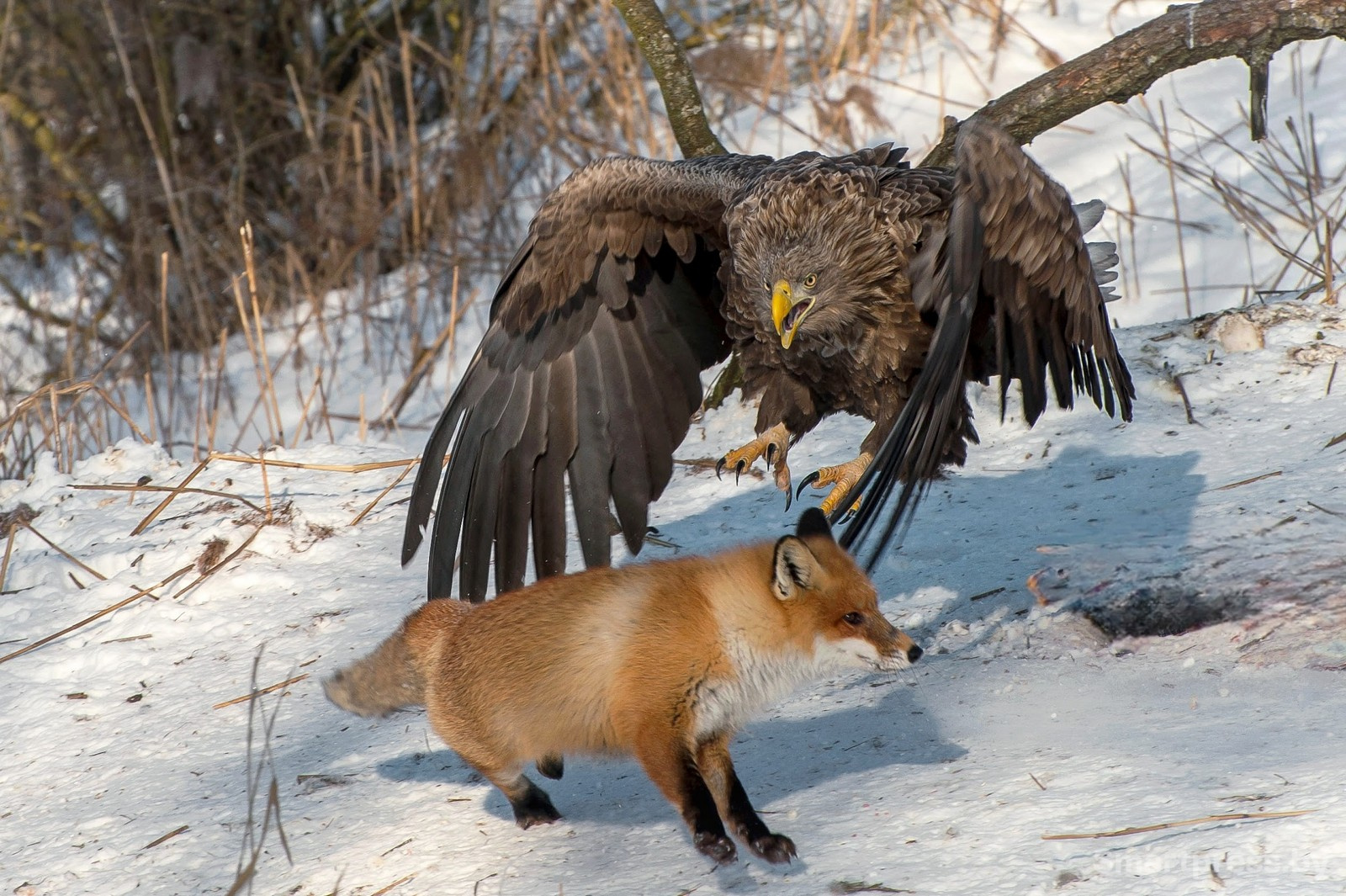 17-Противостояние лисы и орлана-белохвоста.jpg