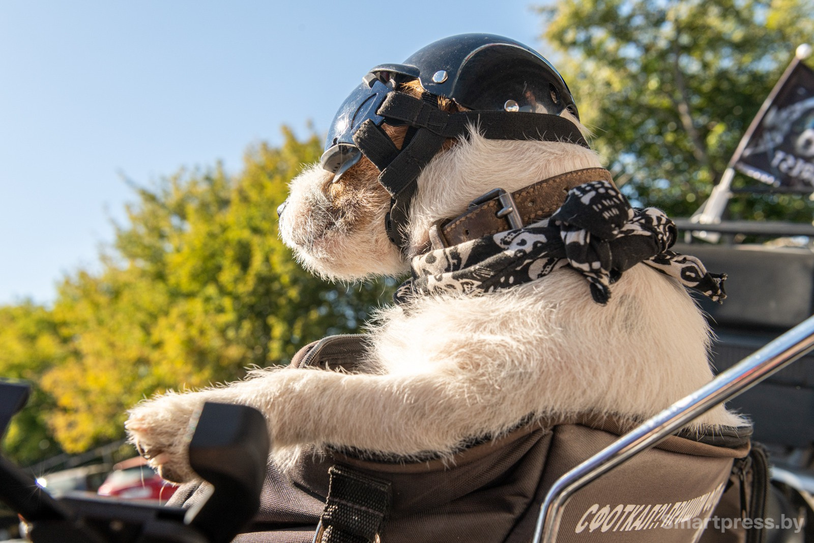 3-Дог-байкер Джеки.jpg