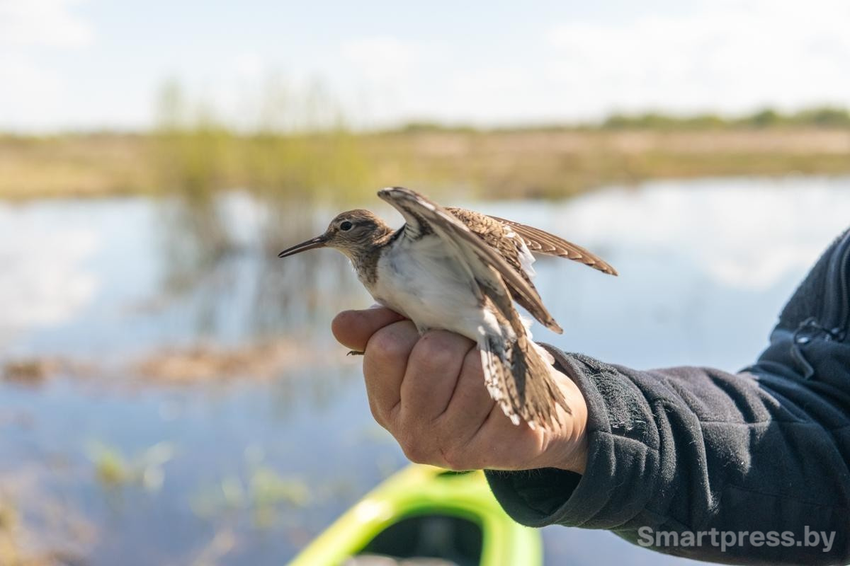 24-Теперь этот перевозчик будет летать со специальным кольцом.jpg