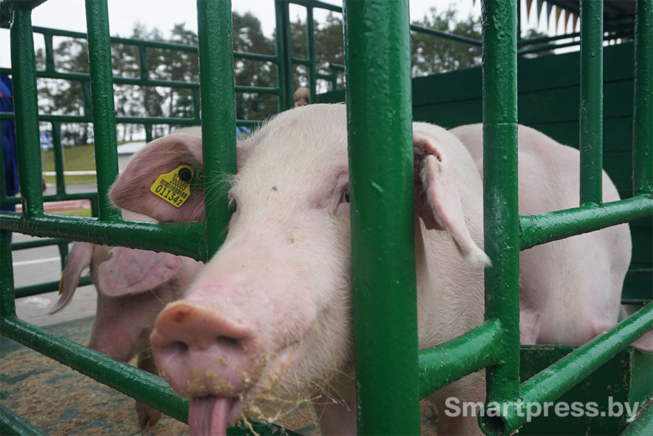 свиньи ландрас2.jpg