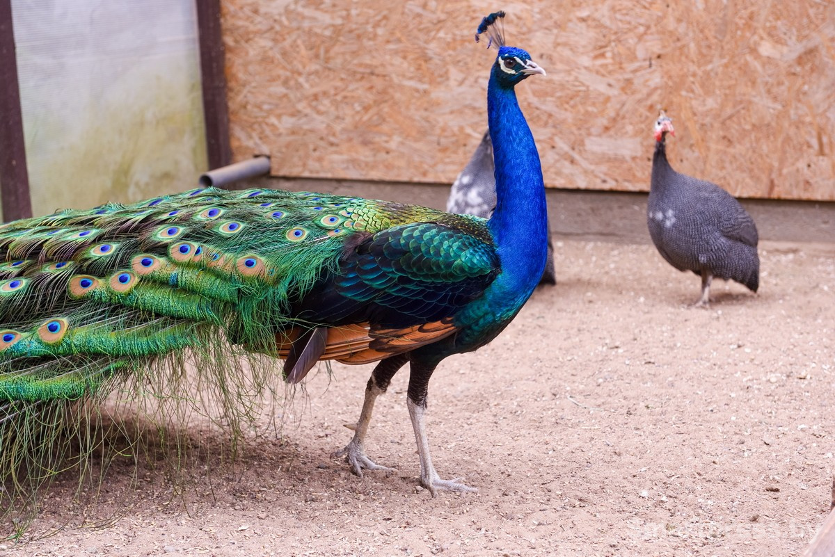 15-Павлин Федерико из Ходаково.jpg