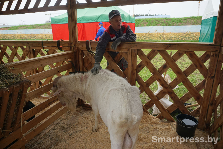 козел оникс2.jpg