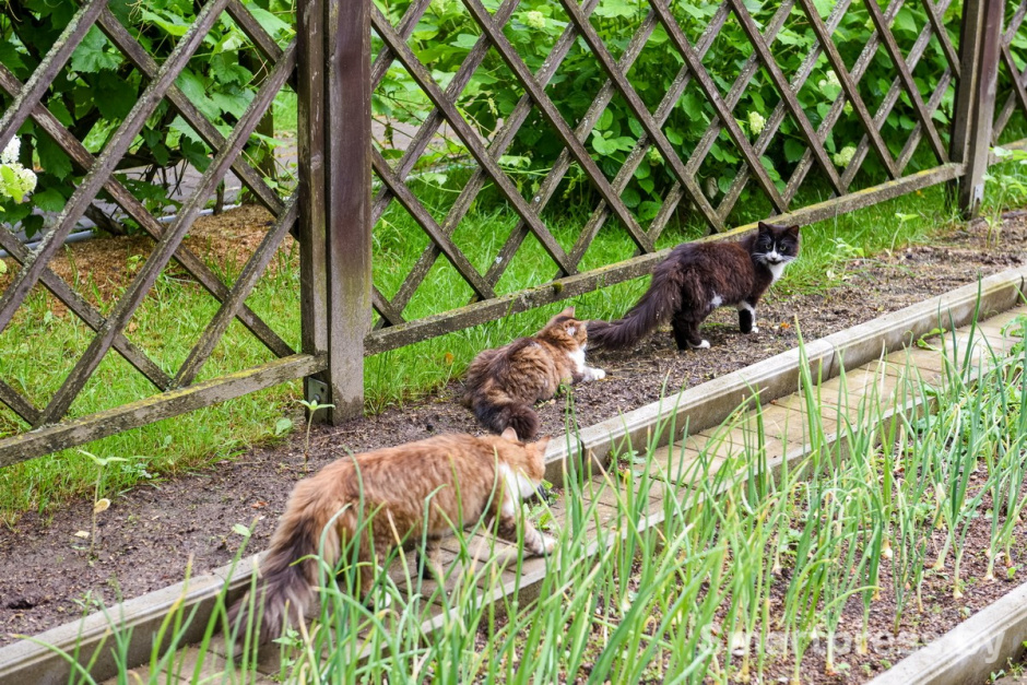 7-Кнопка Симба и Бегемоша на обходе территории.jpg