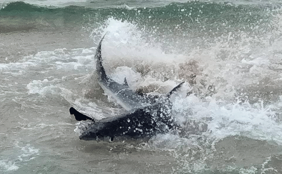 акула1-1.gif акула1-1.gif