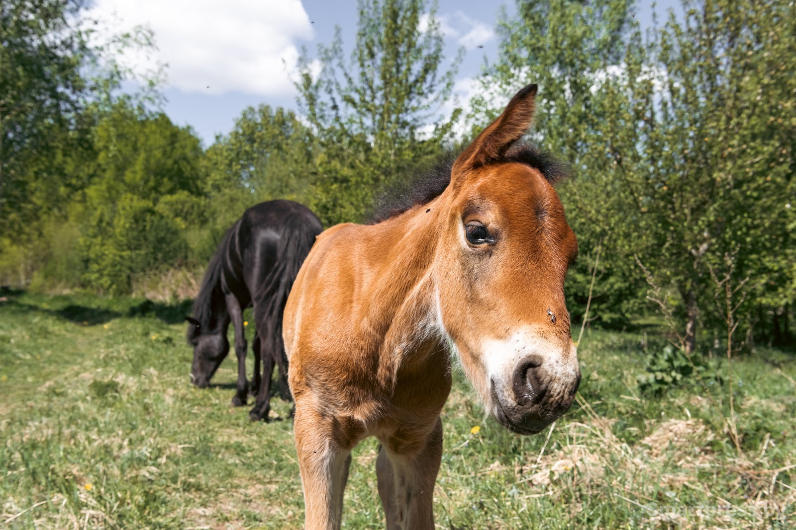22-Лошади полесской породу в Воложинском районе.jpg