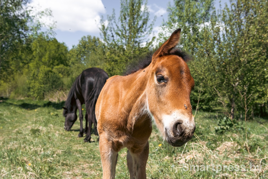 22-Лошади полесской породу в Воложинском районе.jpg