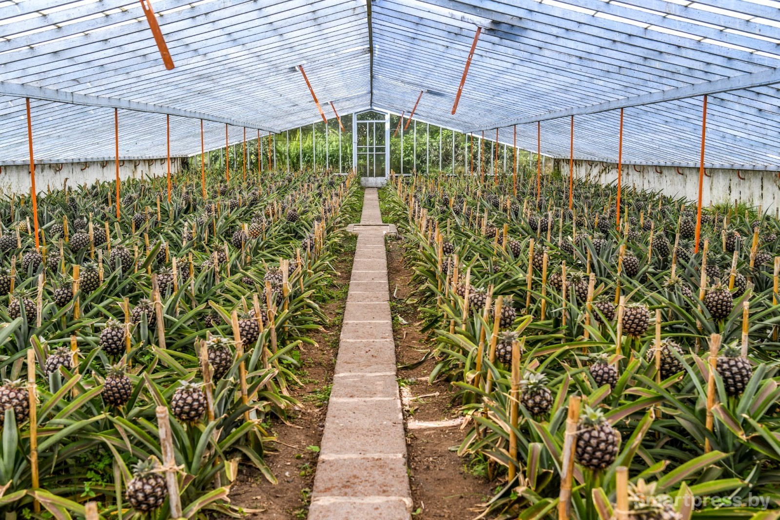 16-Плантация ананасов на острове Сан-Мигел.jpg