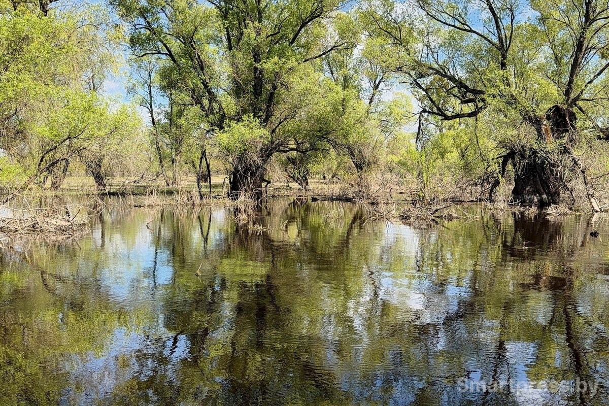 1-Река Припять во время разлива.jpg