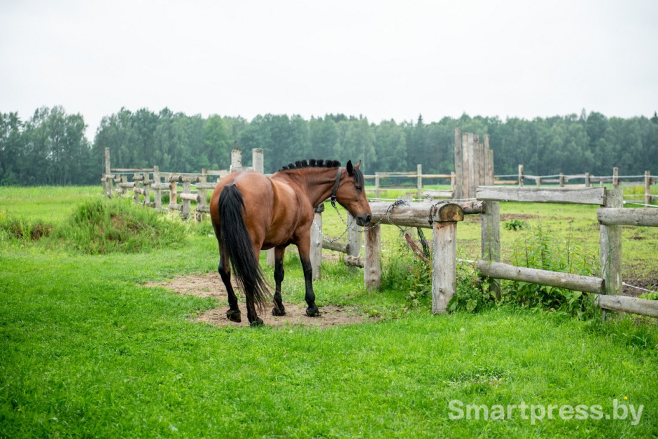 15-Лошади на хуторе Сматра.jpg