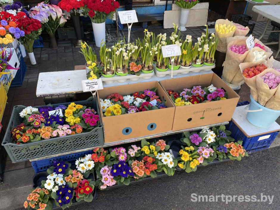 Нарциссы примулы