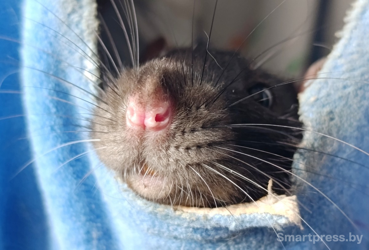 17-Домашние крысы из приюта RATуй.jpg