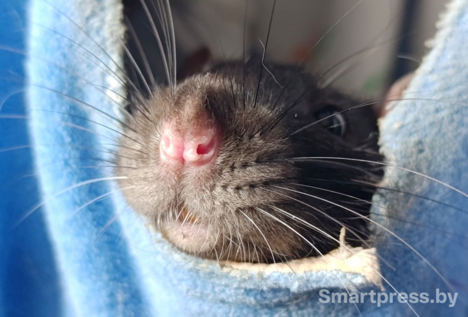 17-Домашние крысы из приюта RATуй.jpg