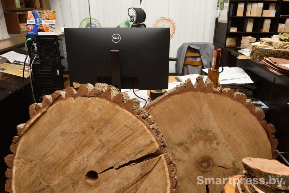 5-320-летние дубы на фоне рабочего стола Вячеслава Звягинцева.jpg