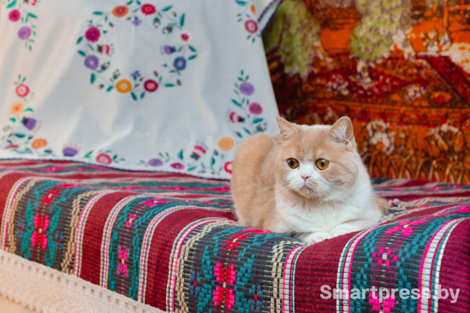 10-Кот на кровати в деревне.png