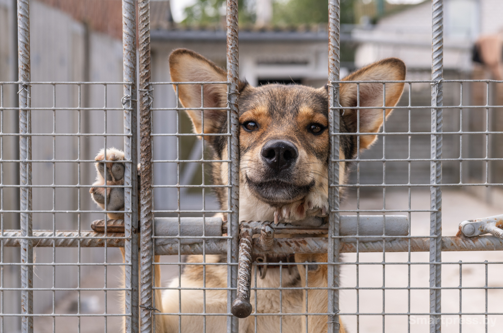 Кинологический центр "Из Кифы"