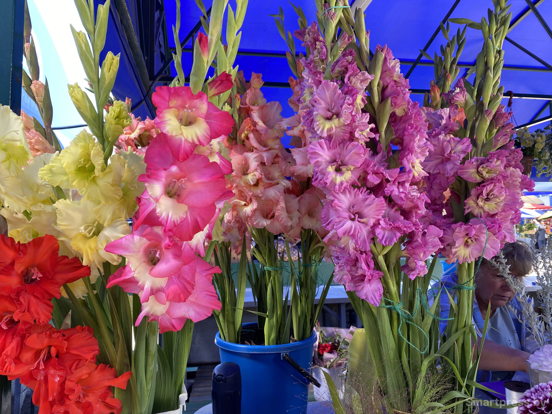 Разноцветные гладиолусы