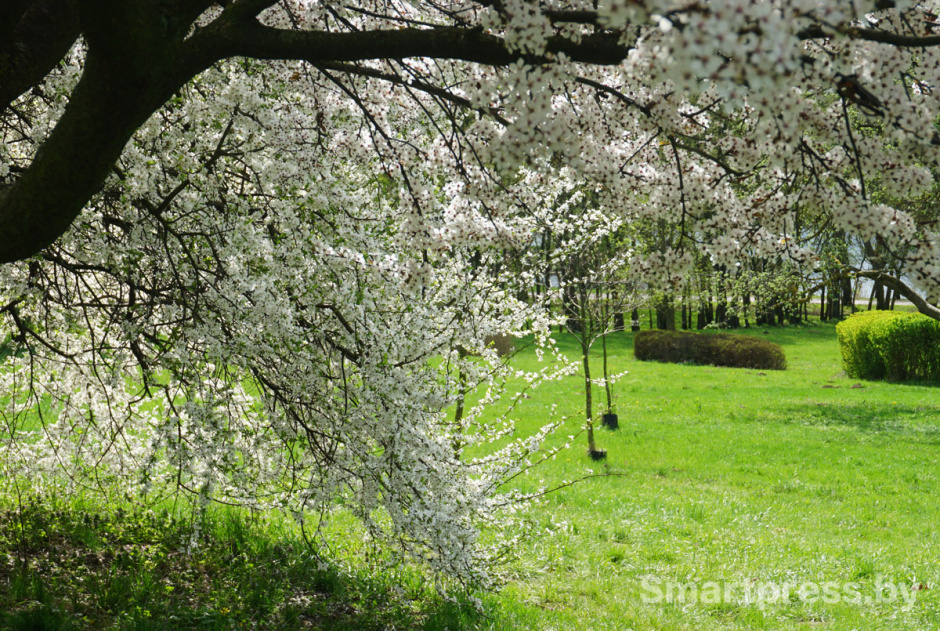 цветение деревьев.jpg