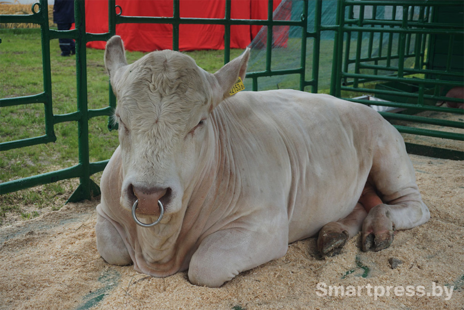 бык породы шароле.jpg