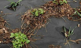 Клубника почернела после зимы. Можно спасти или уже нет?