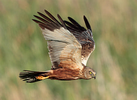 фде