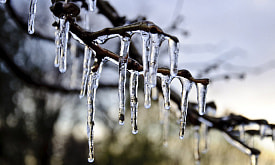 Подморозило – оттепель: в чем опасность нестабильной декабрьской погоды для дачника?