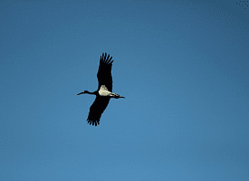 В Калинковичах заметили редкую птицу для Беларуси