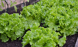 Салат каждые две недели. Как устроить зеленый конвейер на обычной белорусской грядке