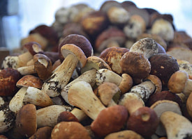 В Беларуси выявили 130-кратное превышение цезия-137 в грибах. В каком районе?