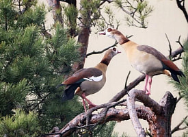 Могут ли птицы, которые прилетают в Беларусь на зимовку, остаться здесь гнездиться?