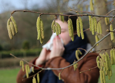 Главный “враг” – не тополиный пух. Рассказываем, какие деревья чаще всего вызывают аллергию у белорусов